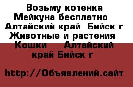 Возьму котенка Мейкуна бесплатно - Алтайский край, Бийск г. Животные и растения » Кошки   . Алтайский край,Бийск г.